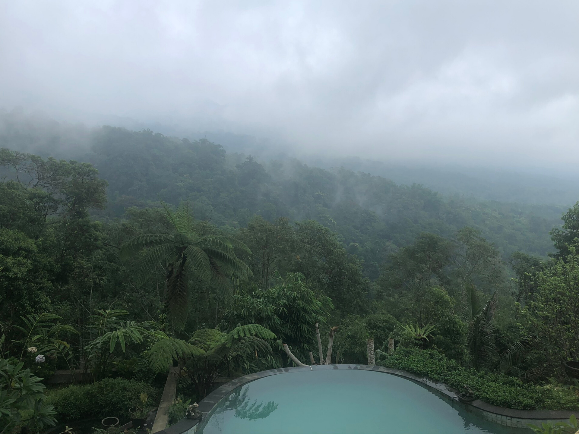 Introducing Bali's first tea garden