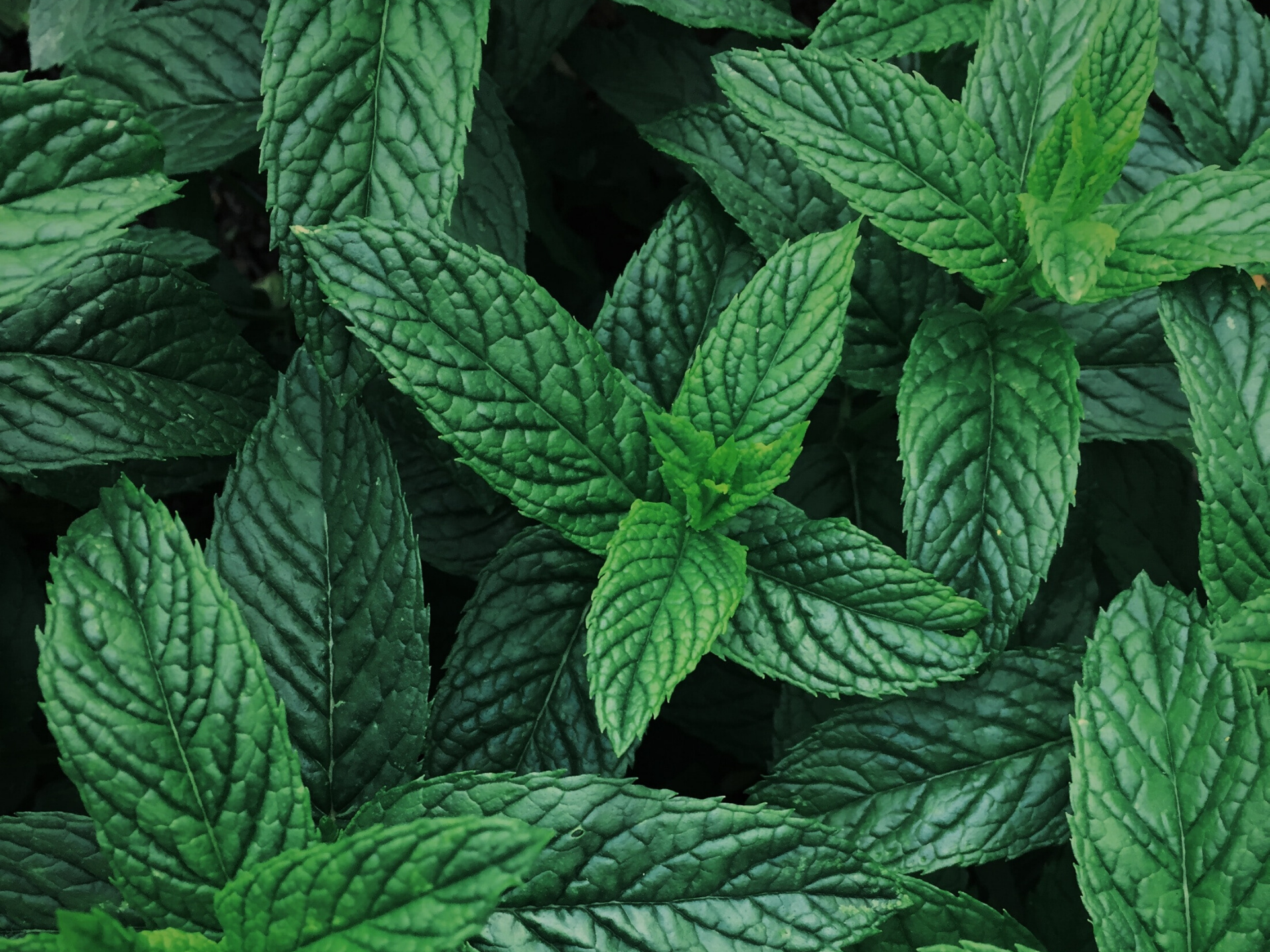 Why herbal tea isn’t actually tea