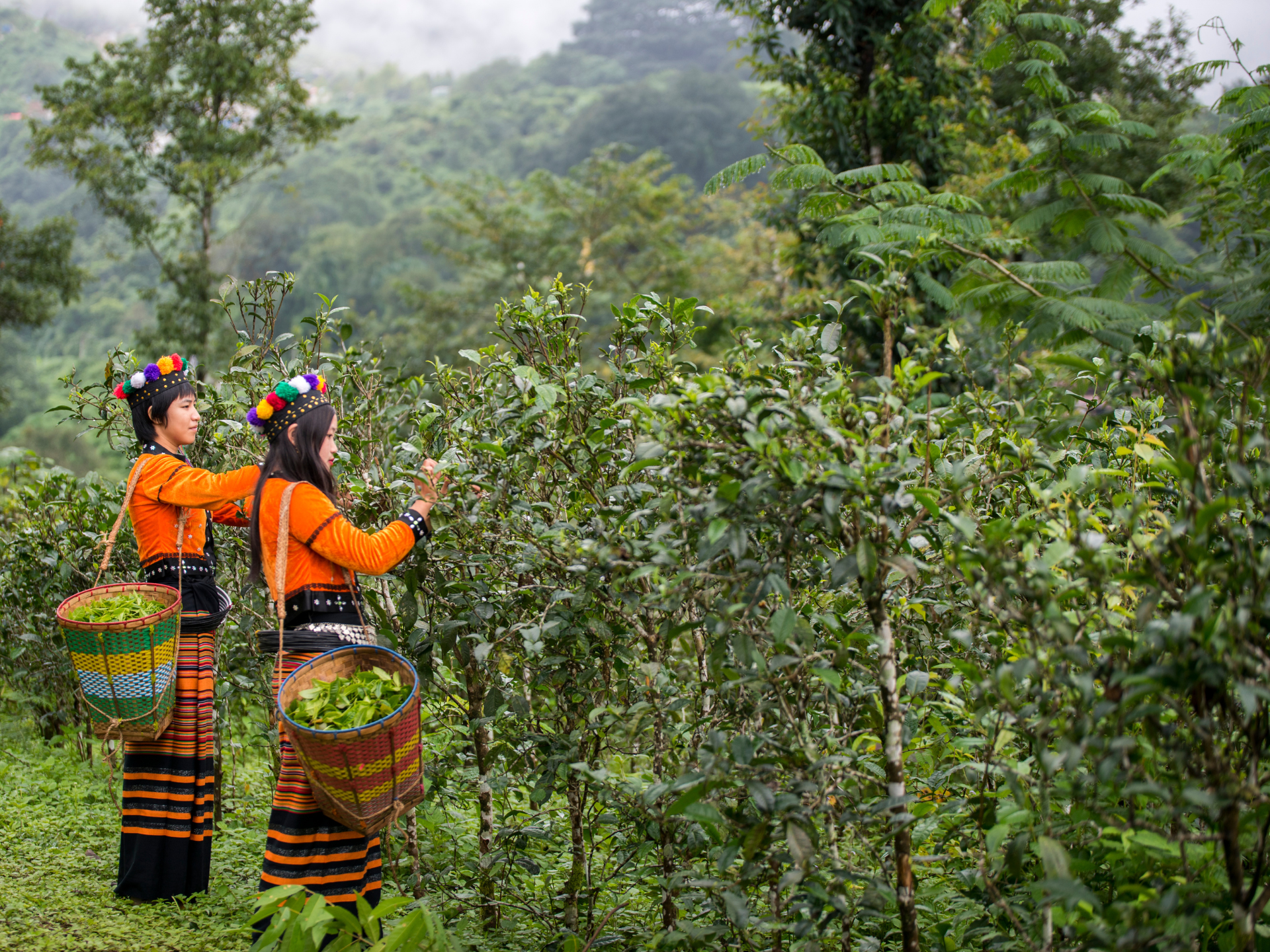 Creating prosperity in Myanmar with tea