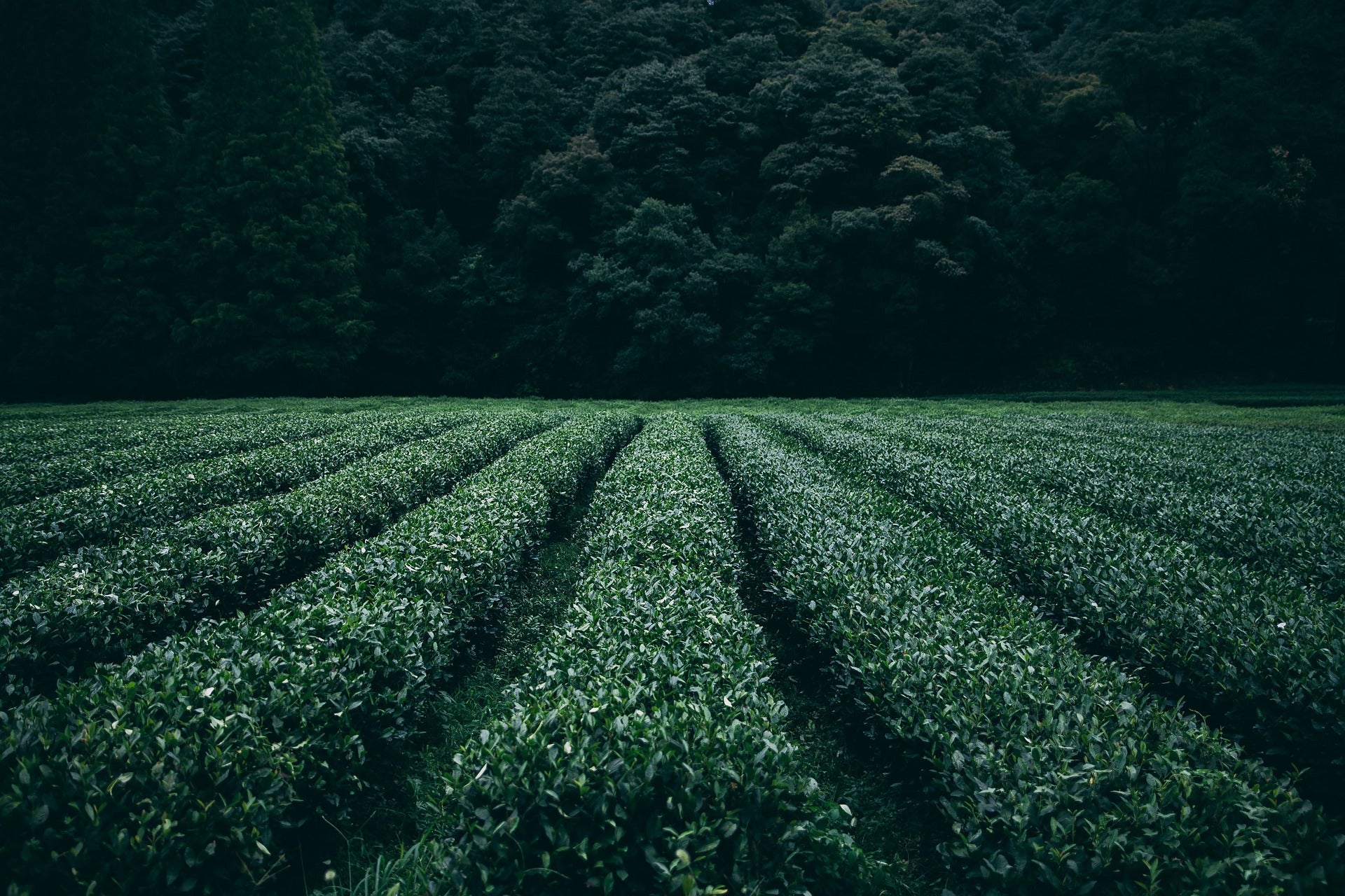Why you should never use boiling water for green tea