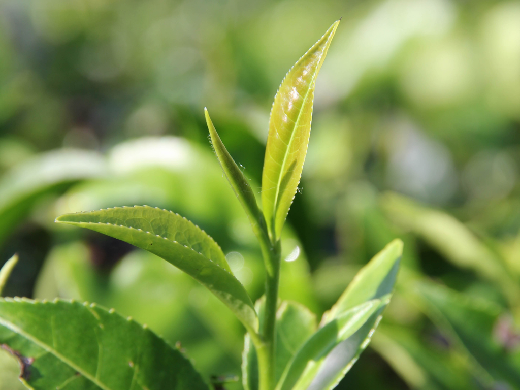 what-is-tea-made-from-introducing-the-camellia-sinensis-tea-plant