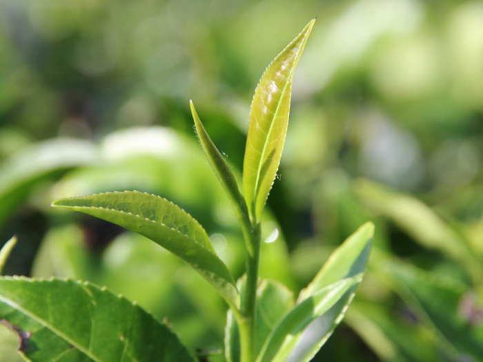 What is tea made from? Introducing the Camellia Sinensis tea plant.