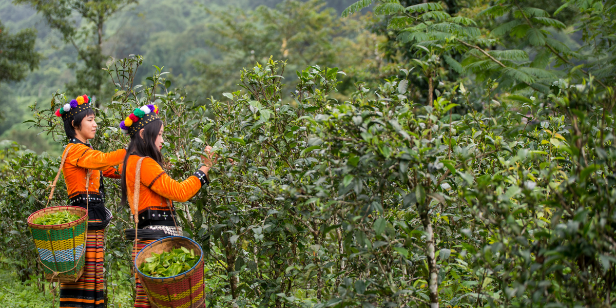 Tea In Myanmar Creating prosperity in Myanmar with tea | The Tea Curator