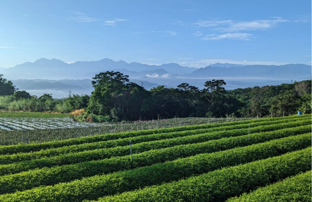 Wang Rice Tea Wang Family Tea collection, Taiwan | The Tea Curator
